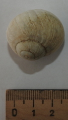 Helix albescens