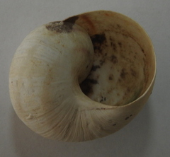 Helix albescens