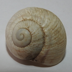 Helix albescens