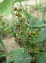 Oxybasis chenopodioides