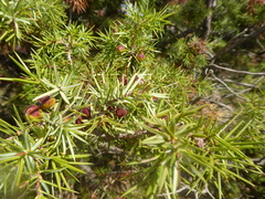 Juniperus oxycedrus