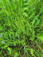 Veronica austriaca jacquinii