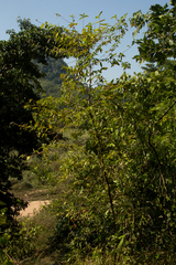 Tricalysia