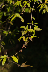 Tricalysia