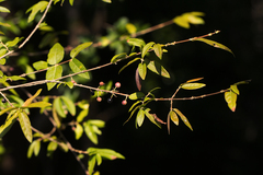 Tricalysia
