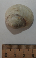 Helix albescens