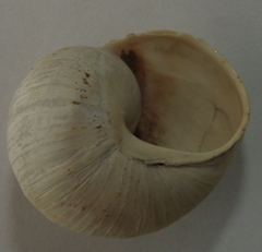 Helix albescens