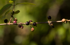 Tricalysia