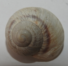 Helix albescens