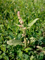 Atriplex tatarica