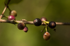 Tricalysia