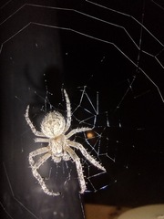 Larinioides ixobolus