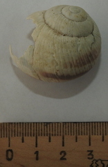 Helix albescens