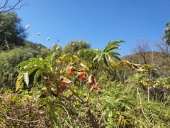 Melianthus