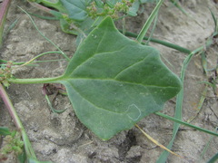 Oxybasis chenopodioides