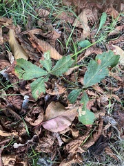 Aesculus hippocastanum