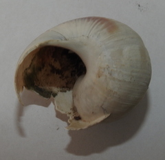 Helix albescens