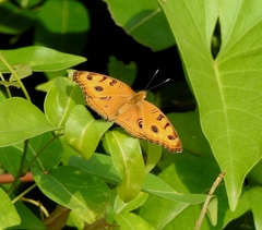 Junonia almana