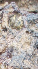 Irus crenatus
