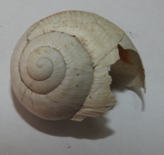 Helix albescens