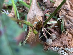 Aesculus hippocastanum