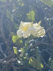Plumeria