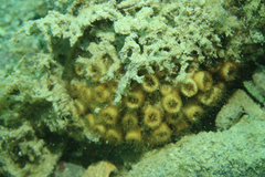 Cladocora caespitosa