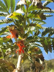 Melianthus