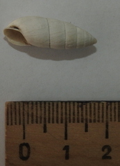 Brephulopsis cylindrica