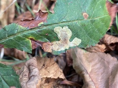 Cameraria ohridella