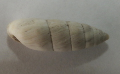 Brephulopsis cylindrica