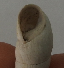 Brephulopsis cylindrica