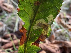 Cameraria ohridella