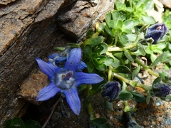 Campanula cenisia