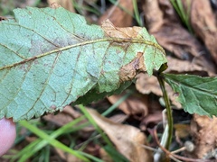 Cameraria ohridella