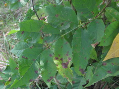 Dothideomycetes