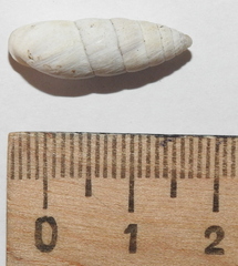 Brephulopsis cylindrica