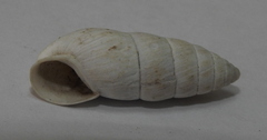 Brephulopsis cylindrica