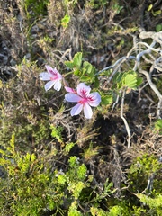 Pelargonium betulinum