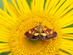 Pyrausta