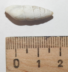 Brephulopsis cylindrica