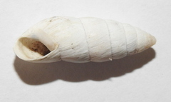 Brephulopsis cylindrica