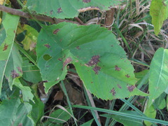 Dothideomycetes