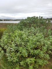 Senecio halimifolius