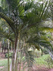 Dypsis lutescens