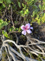 Pelargonium betulinum