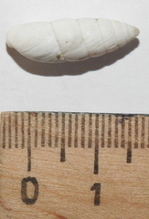 Brephulopsis cylindrica