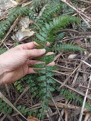 Blechnum filiforme