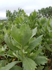 Senecio halimifolius