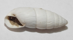Brephulopsis cylindrica